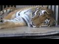 News video: Tiger surgery; sinkhole demolition