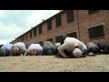 News video: Muslim imams pray at Auschwitz for Holocaust dead